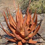 Aloe gariepensis Umdaus, RSA ©JL.jpg